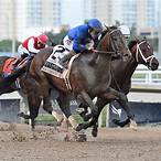best horses to bet on